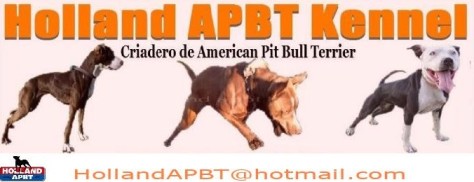 holland apbt kennel criadero pit bull españa carlos geel